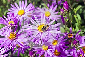 Aster Amellus `Brilliant`