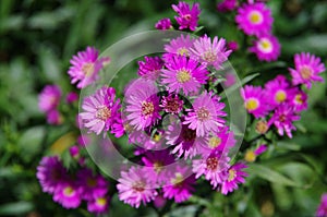 Aster amellus Daisy