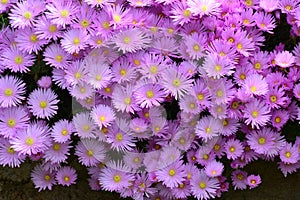 Aster amellus, the European Michaelmas-daisy