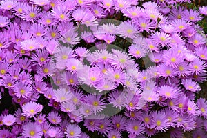 Aster amellus, the European Michaelmas-daisy