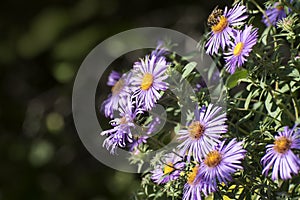 Aster amellus, the European Michaelmas-daisy, is a perennial herbaceous plant of the genus Aster.