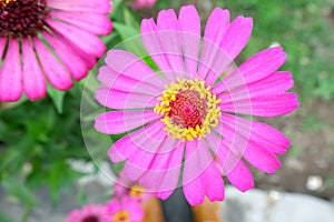 Aster amellus, the European Michaelmas-daisy is a perennial herbaceous plant in the genus Aster of the family Asteraceae.