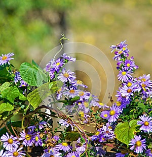 Aster amellus flower