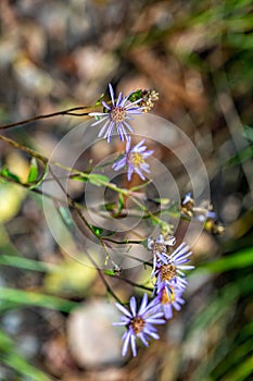 Aster amellus flower growing in mountains, close up