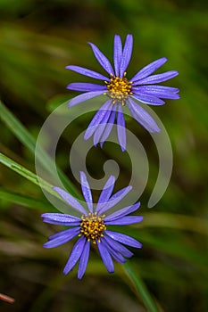 Aster amellus flower growing in mountains, close up
