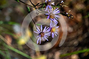 Aster amellus flower growing in mountains, close up shoot