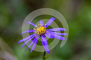 Aster amellus flower growing in mountains, close up shoot