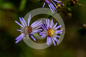 Aster amellus flower growing in mountains, close up shoot