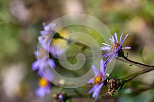Aster amellus flower in mountains, close up shoot