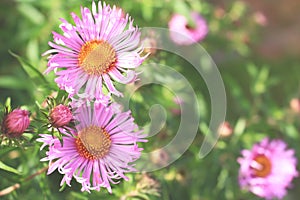 Aster amellus flowers on blurred background