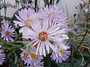 Aster amelus, aster tataricus, smoot aster flower plants photo