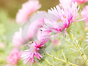 Aster Autumn Flowers Art Design, New England Aster Symphyotrichum novae-angliae in garden, Pink and violet aster autumn flowers