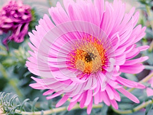 Aster Autumn Flowers Art Design, New England Aster Symphyotrichum novae-angliae in garden, Pink and violet aster autumn flowers