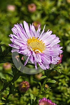 Aster Autumn Jewels `Rose Quartz`