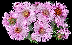 Aster bouquet isolated black