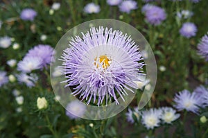 Aster callistephus needle pale violet flower with yellow center
