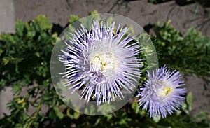 Aster callistephus needle young white-violet flower