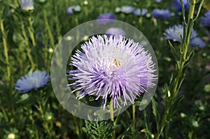 Aster callistephus needle young white-violet flower