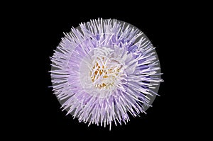 Aster callistephus needle young white-violet flower isolated on