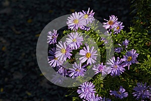 Aster