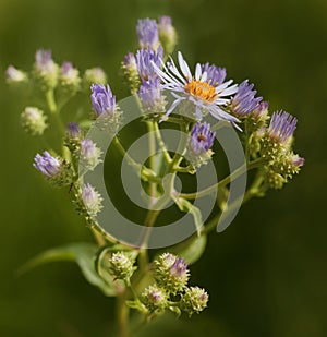 Aster Cluster - Aster subspicatus