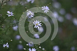 Aster cordifolius \'Blossom Rain\' in autumn