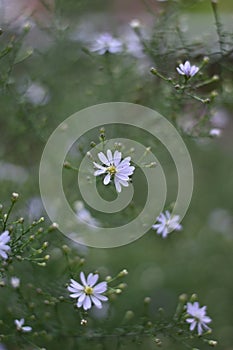 Aster cordifolius \'Blossom Rain\' in autumn