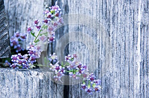 Aster Cordifolius on a Wooden Farm Fence II