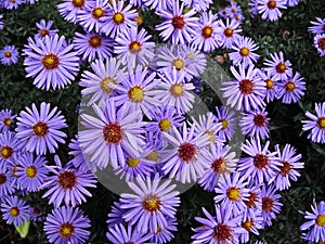 Aster daisy