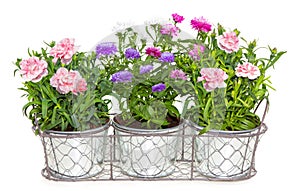 Aster and Dianthus flowers potted in metal flowerpots.