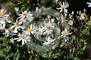 Aster divaricatus White forest aster flowers photo