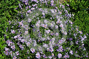 Aster dumosus \'Augenweide\' blooms with purple flowers in July. Potsdam, Germany