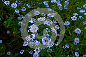 Aster dumosus Blue Lagoon ( pillows Aster ). Blue cushion asters bloom in garden