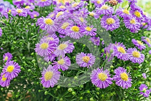 Aster dumosus close up. Beautifu violet and yellow blooming flovers in the garden