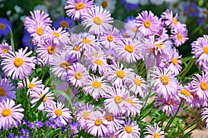 Aster Dumosus Daises Pink Violet Stock Photo