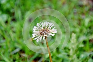 Aster Dumosus DDry Dandelion Fluff Fragility Background Portrait Colorful Greenaises Pink Daisy Violet Floral Portrait Stock Photo