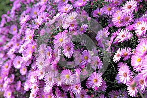 Aster dumosus flowers during sunny day