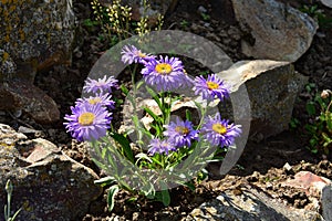 Aster dumosus - Lady in blue