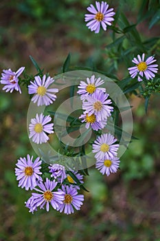 Aster dumosus Symphyotrichum dumosum, Bushy aster blooming with purple and pink colorful flowers. Violet Michaelmas daisies