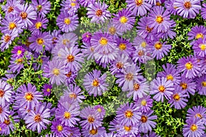 Aster dumosus Symphyotrichum dumosum,Bushy asterwith water drops macro photography.Japanese aster or Kalimeris incisa flowers.