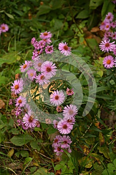 Aster Dumosus Violet Daisies Floral Portrait