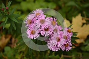 Aster Dumosus Violet Daisies Floral Portrait