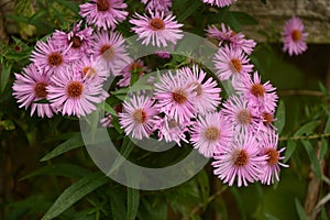 Aster Dumosus Violet Daisies Floral Portrait