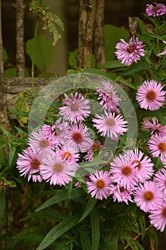 Aster Dumosus Violet Daisies Floral Portrait