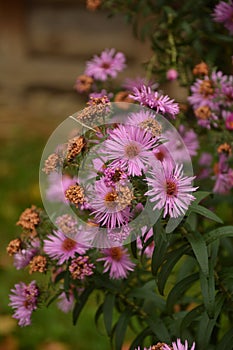 Aster Dumosus Violet Daisies Floral Portrait