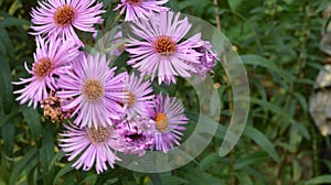 Aster Dumosus Violet Daisies Floral Portrait