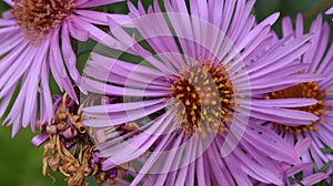 Aster Dumosus Violet Daisies Floral Portrait