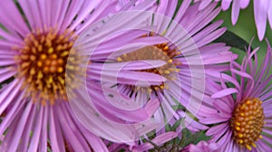 Aster Dumosus Violet Daisies Floral Portrait