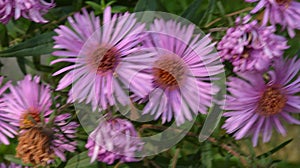 Aster Dumosus Violet Daisies Floral Portrait