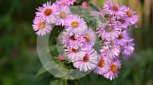 Aster Dumosus Violet Daisies Floral Portrait